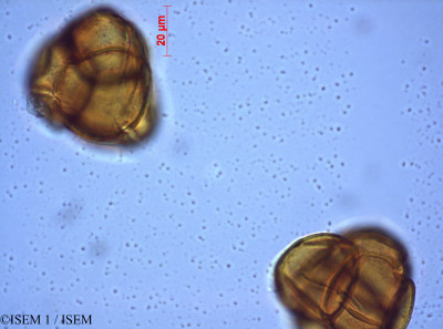 ISEM 1/Gaultheria_glomerata_28063/Gaultheria_glomerata_28063_0001(copy)_thumb.jpg